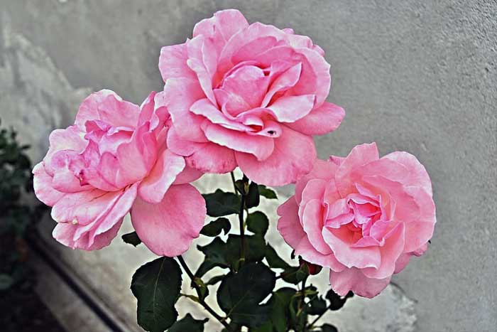 Bunga Mawar Rose Lentera Sehatku